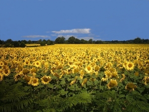 Photo of La Tranchardiere