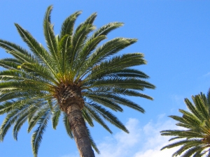 Photo of Bed & Breakfast delle Palme